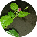 Nurol azrin Azrin mansordin profile picture